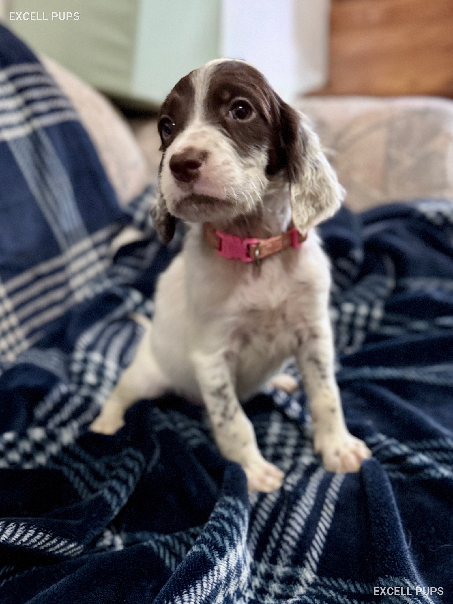Elie  - English Setter puppy